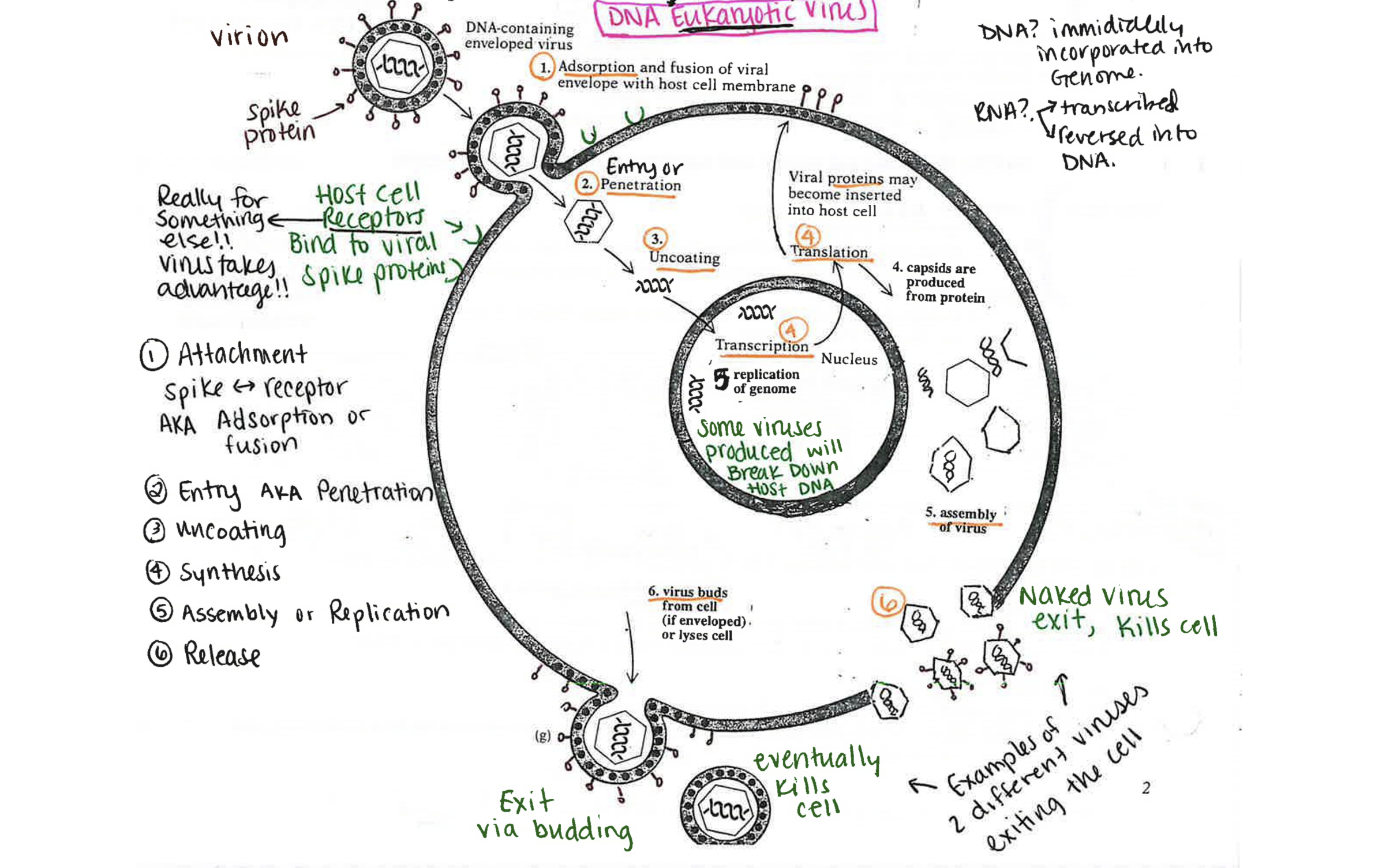 <p>reference this diagram and remember APUSAR</p>