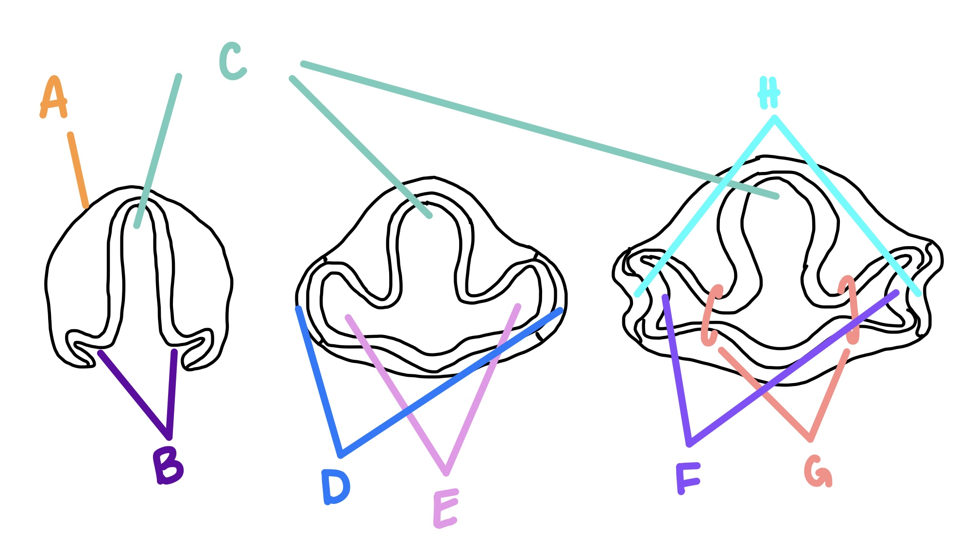 <p><strong>G</strong></p>
