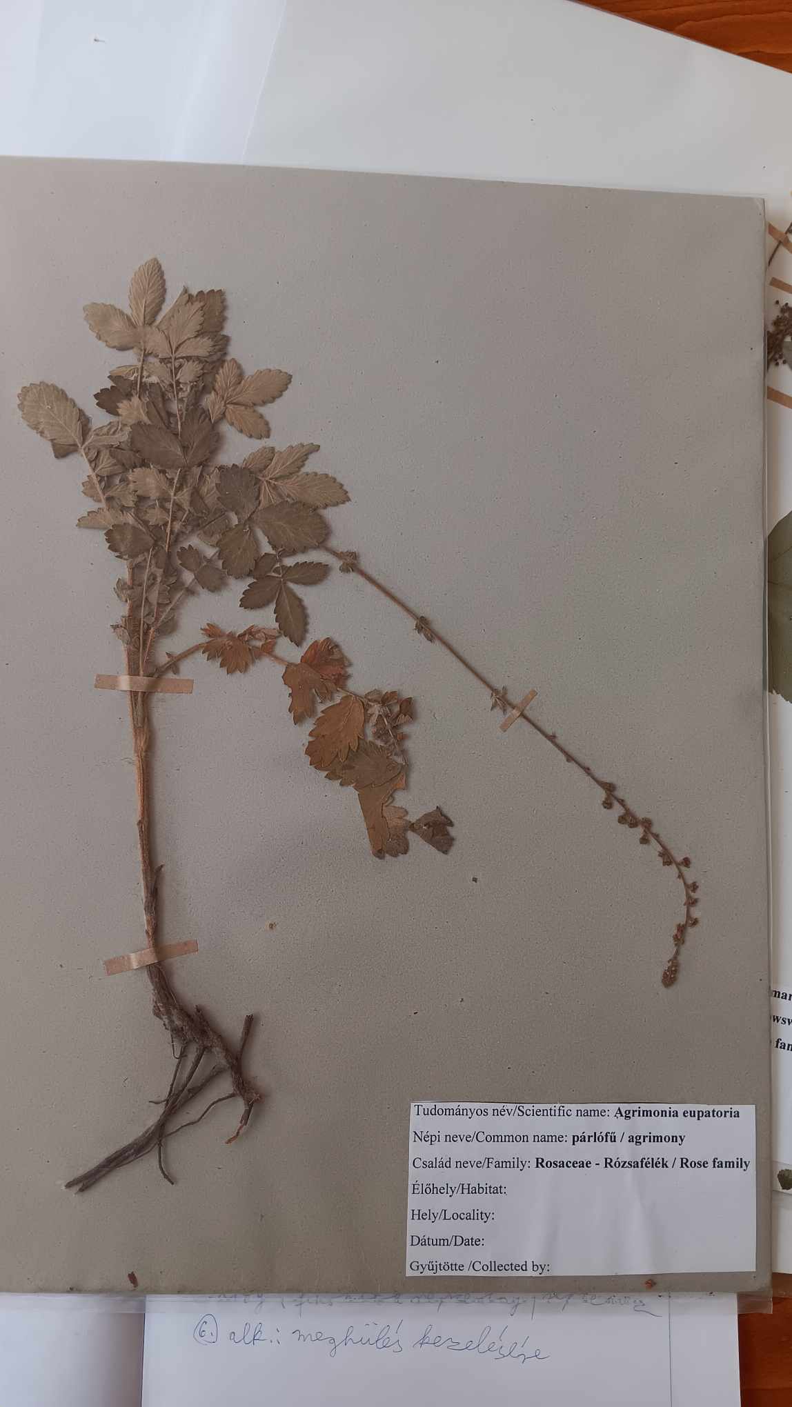 <p>Agrimonia eupatoria</p>