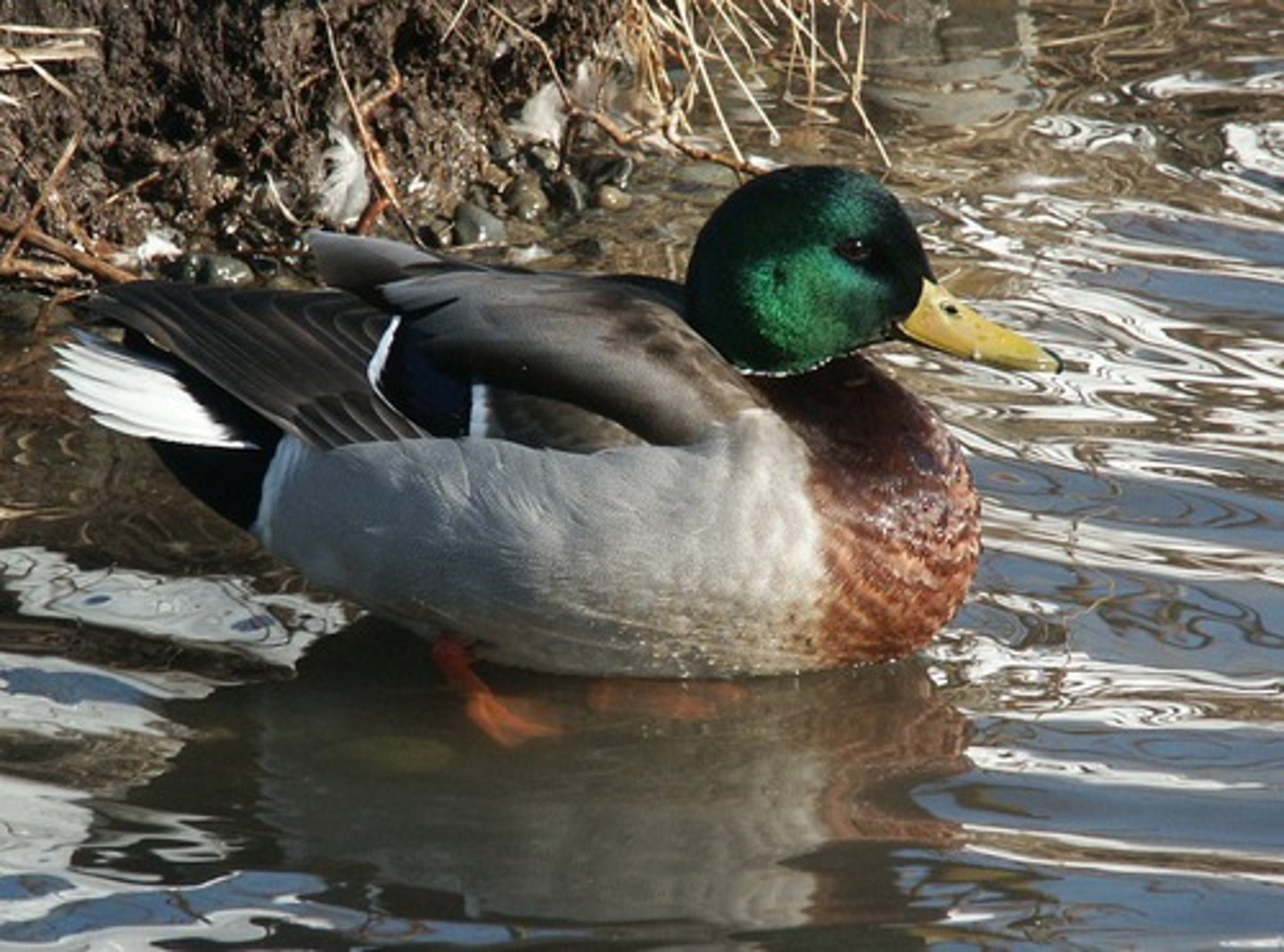 <ul><li><p><span style="background-color: transparent;">most commonly found bird in the world, omnivores , first year nesters</span></p></li></ul><p></p>