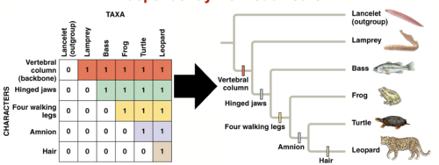 <p>they are homologous and they are evolving independently from each other</p>