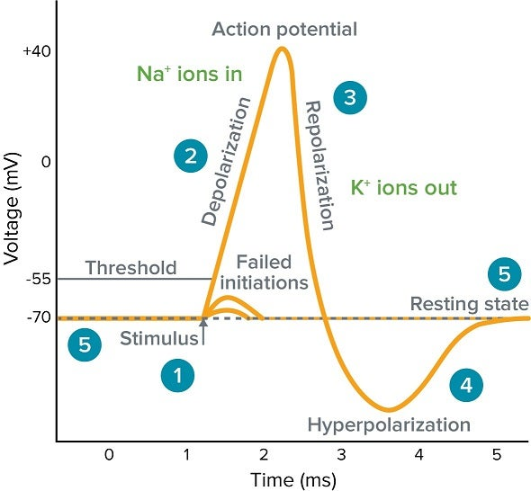 <p>An action potential is initiated only when the threshold potential (-55 mV) is reached. </p>