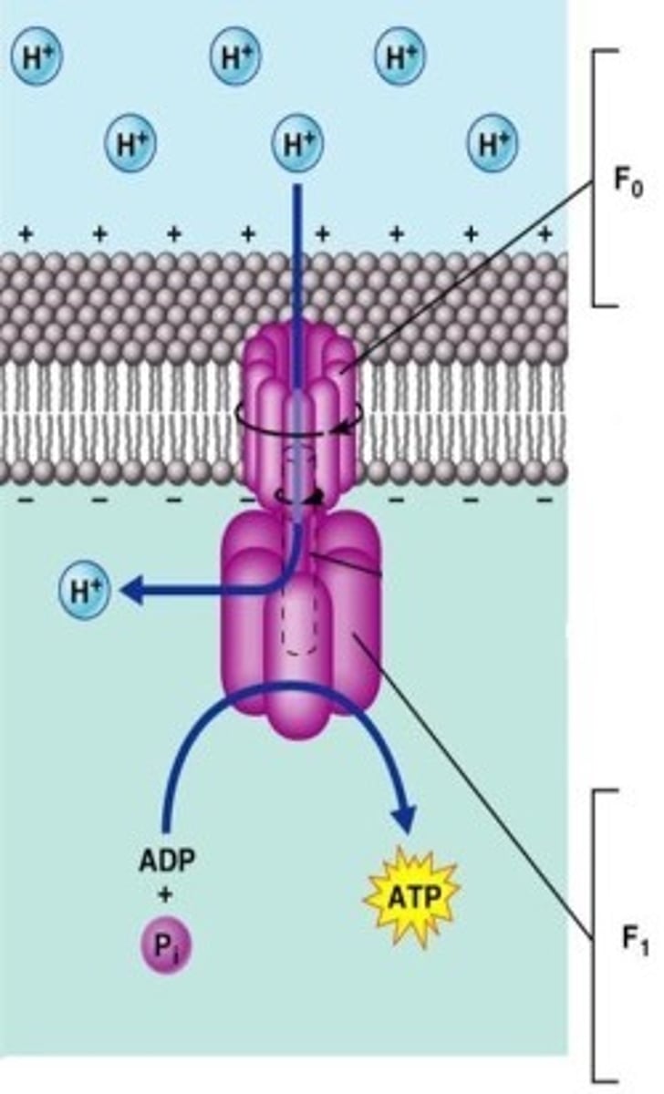 <p>Fo - protoniniai kanalai . Jie skrodžia vidinę membraną ir užsibaigia matrikse sferine struktūra F1. FO ir F1 jungia dar centrinis ir periferiniai stiebeliai. Visa struktūra sudaro ATP sintazę - baltyminį kompleksą, kuris katalizuoja ATP sintezę. </p><p>Protonai F0 kanalu patenka į katalizinę F1 dalį, aktyvina ten esantį neorganinį fosfatą, tada F1 konformuojasi ir prijungia jau aktyvų fosfatą prie ADP. Susidaro ATP, kuris atpalaiduojamas matrikse.</p><p>Vieno susitraukimo metu ATP sintazė pagamina 3 mol ATP, šiam procesui reikia 12 protonų. </p>