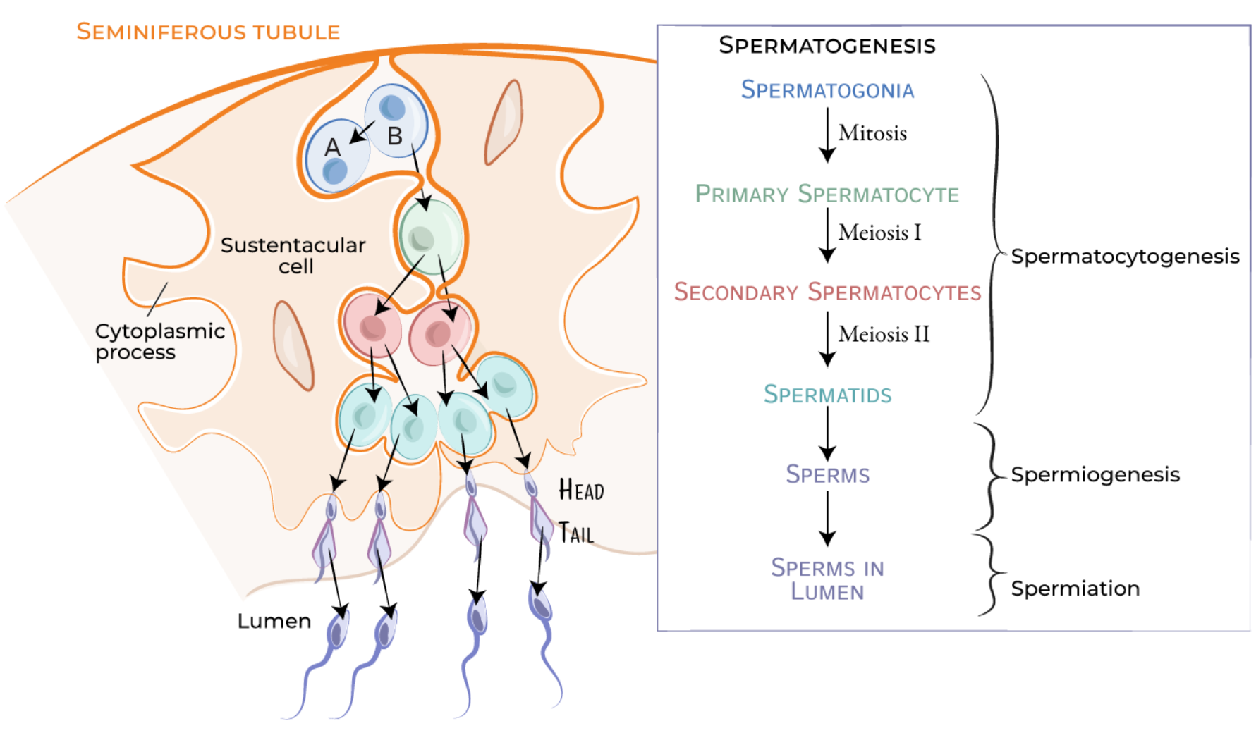 <ul><li><p>primarily responsible for the <strong>production of sperm</strong> and the <strong>secretion of male hormones (androgens).</strong></p></li><li><p>Spermatogenesis is the process by which <strong>sperm cells are produced in the testes.</strong></p></li><li><p><strong><mark data-color="red" style="background-color: red; color: inherit">Spermatogonial</mark> Phase</strong>:</p><ul><li><p>Begins with <strong>spermatogonia (germ cells) undergoing mitosis</strong> to <strong>produce primary spermatocytes.</strong></p></li></ul></li><li><p><strong><mark data-color="red" style="background-color: red; color: inherit">Meiotic</mark> Phase</strong>:</p><ul><li><p>Primary spermatocytes undergo<strong> meiosis</strong> to form <strong>secondary spermatocytes</strong>, which further divide to <strong>produce spermatids.</strong></p></li></ul></li><li><p><strong><mark data-color="red" style="background-color: red; color: inherit">Spermiogenesis</mark></strong><mark data-color="red" style="background-color: red; color: inherit">:</mark></p><ul><li><p>Spermatids undergo <strong>morphological changes</strong> to become <strong>mature spermatozoa.</strong> This includes the <strong>development of a flagellum and condensation of nuclear material.</strong></p></li></ul></li><li><p>The entire process takes approximately <strong><u>74 days</u></strong> and occurs within the<strong> seminiferous tubules of the testes.</strong></p></li></ul><p></p>