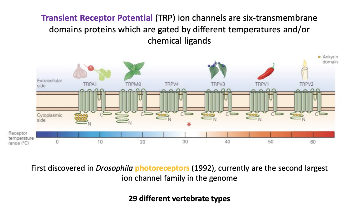 <ol><li><p>Chilli type chemicals</p></li><li><p>acid (H+)</p></li><li><p>nasty electrophilic chemicals (mustard)</p></li><li><p>mechanical stimuli</p></li><li><p>painfully hot/cold temperatures</p></li><li><p>indireclty by tissue damage</p></li></ol><p></p>
