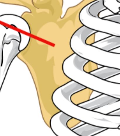 <p>A pair of bones that lie dorsally along the chest cavity, help form the shoulder girdle.</p>