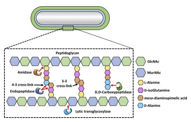 <p>Composta maioritariamente por peptidoglicanos</p>