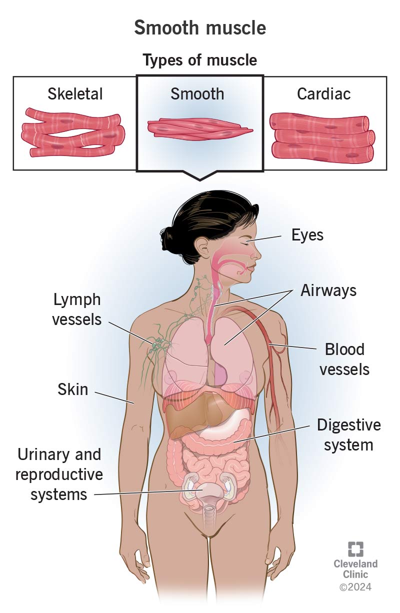 <ul><li><p>nonstriated</p></li><li><p>involuntary contraction</p></li><li><p>innervated by the autonomic nervous system</p></li><li><p>examples:</p><ul><li><p>muscles of GI tract</p></li><li><p>blood vessels</p></li><li><p>urinary bladder</p></li></ul></li></ul><p></p>