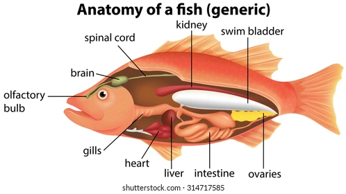 <p>Fish have swim bladders, and they can use the gas in them to ascend or descend. As it gets deeper, the pressure of water increases, so this bladder helps them to adjust to it.</p><p>Pond skaters can sit on water due to its cohesion properties and surface tension. </p>