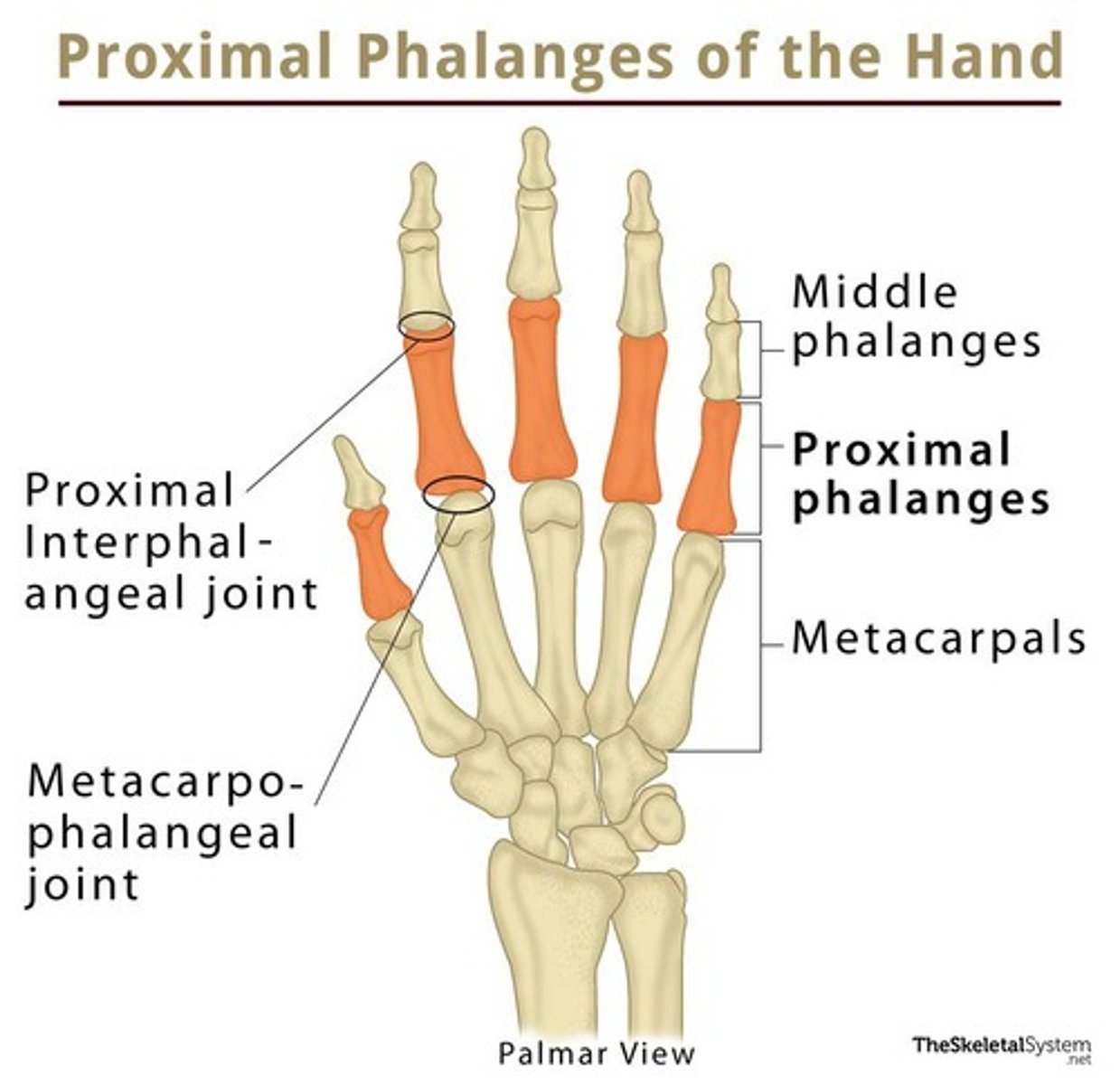 <p>toward or relatively closer to a reference point. This term is usually applied to the limbs with the reference point at the attachment of the limb to the trunk. When used on a limb, it has the same general meaning as superior except on the foot where it is equivalent to posterior due to the perpendicular angle at the ankle. When it is applied to the alimentary canal (digestive tube), the reference point is usually the mouth and when it is applied to cardiovascular structures, the reference is usually the heart. Venous blood flows this way in the limbs as it returns to the trunk from the feet and hands.</p>