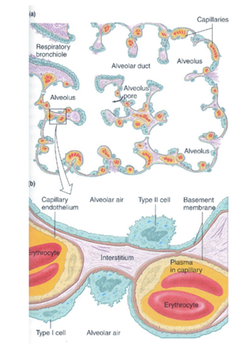 <p>-alveolar epithelium</p><p>-capillary endothelium</p><p>-basement membrane = approx 0.5um thick</p>