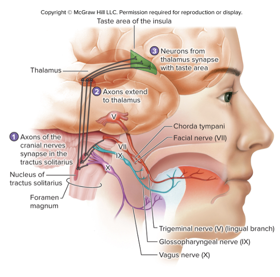 <ul><li><p><span><span>Axons of cranial nerves carry information to the </span><strong><span>tractus solitarius </span></strong><span>of the medulla oblongata</span></span></p></li><li><p><span><span>Fibers from the nucleus of the tractus solitarius extend to the thalamus and decussate at the level of the midbrain</span></span></p></li><li><p><span><span>Neurons from the thalamus project bilaterally to the taste areas in the insula of the cerebrum</span></span></p></li></ul><p></p>