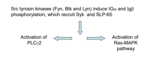 <ul><li><p>after Ag recognition/binding, Src tyrosine kinases phosphorylate ITAMs of I apha and Ig beta</p></li><li><p>Syk and SLP-65 bind the phosporyated chain</p></li></ul><p>Following this it is mostly like T cell pathway, excpt PLC gamma 1 from T cells is actually PLC gamma 2 in B cells.</p>