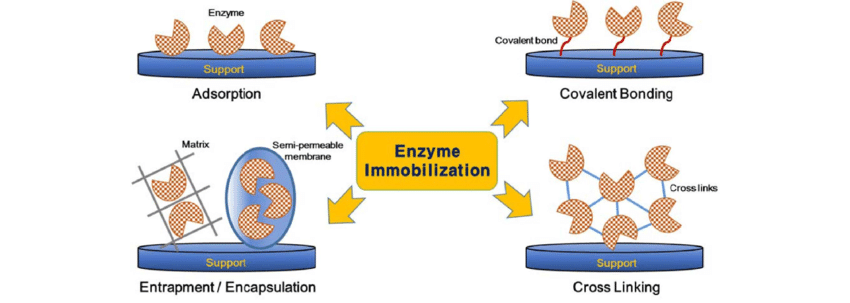 <p>Reactions with large substrates like proteins and starch can be immobilized. As a result, they can be repeatedly involved in reactions that break down a macromolecule into monomers. </p><p>Reactions with immobilized enzymes in membranes are held stable by the membrane. This keeps the enzyme in close proximity to the substrates it catalyzes. </p><p>Both increase the rate of reaction by immobilizing one of the reactants. However, in reactions with large substrates, the substrates are immobilized, while enzymes are immobilized when they are in the membrane.</p>