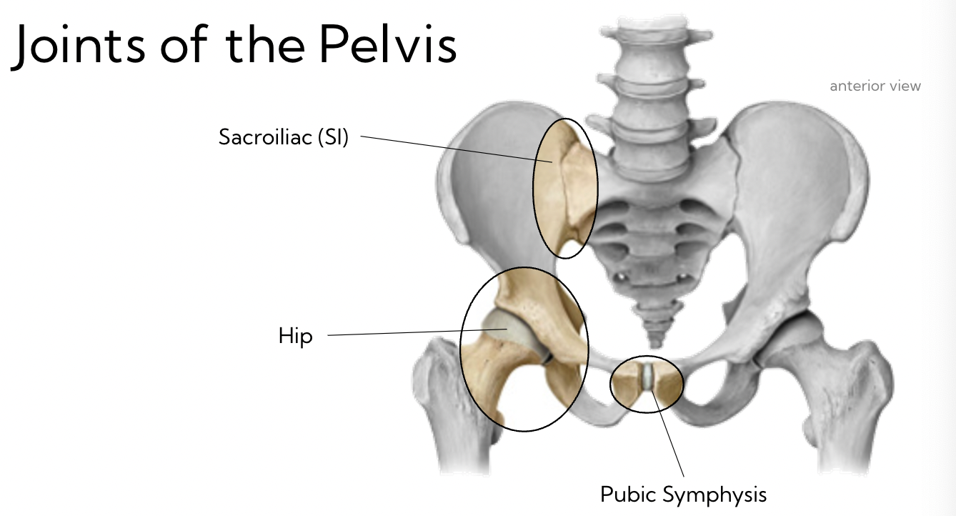 <p>3 joints</p>