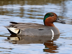 <p>Green-Winged Teal</p>