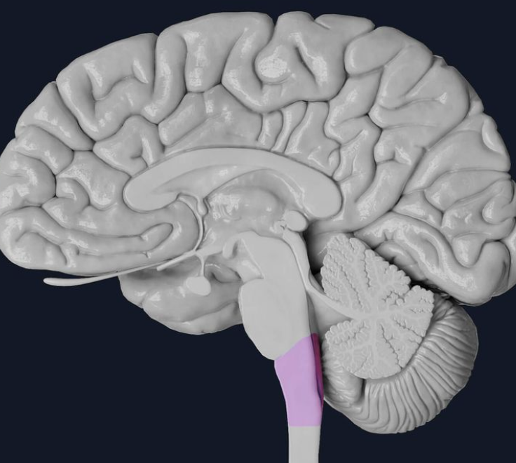 the base of the brainstem; controls heartbeat and breathing
