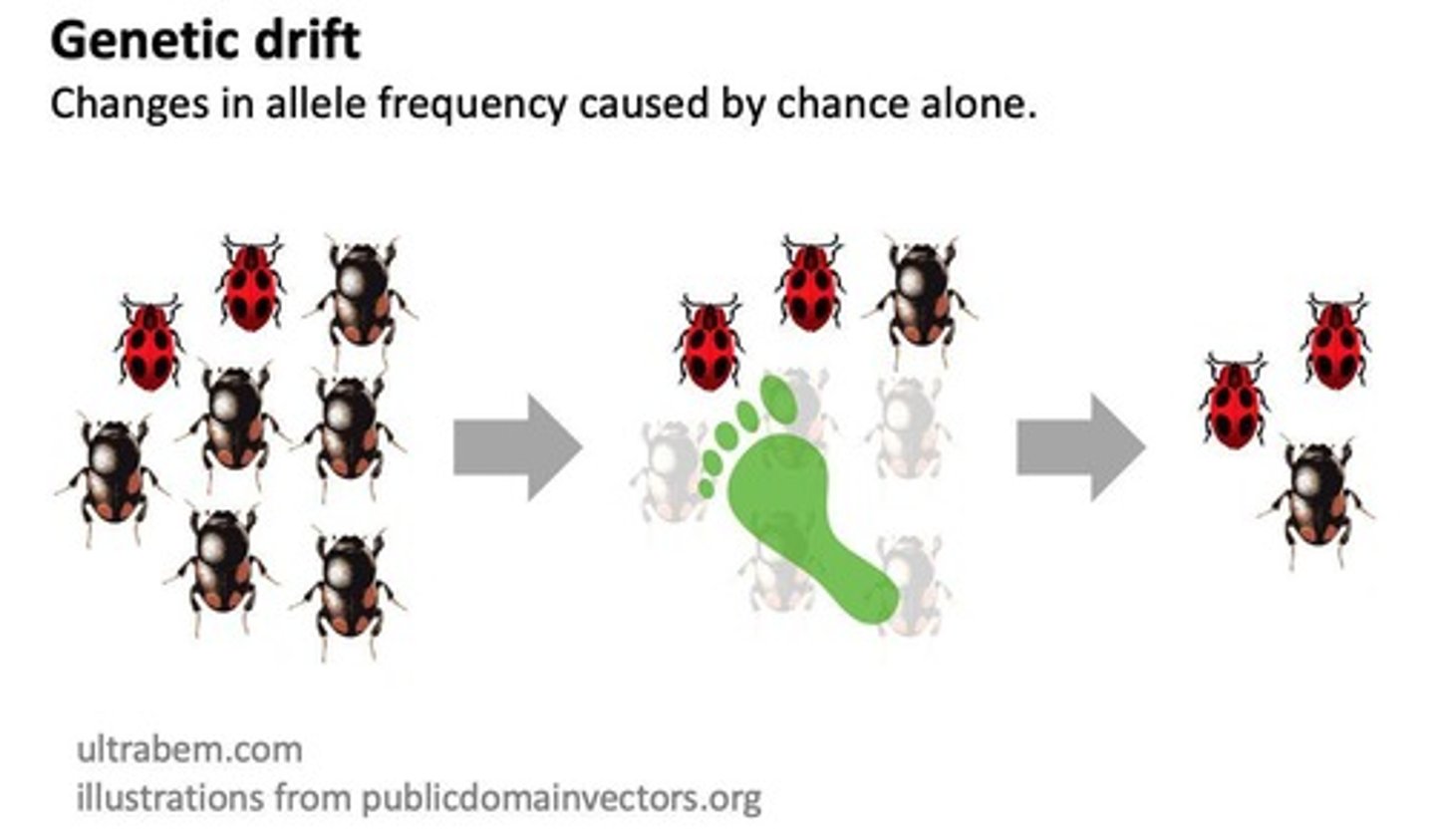 <p>Random changes in allele frequencies in a population, often due to chance events.</p>