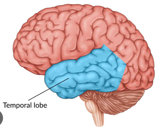 what is the function of the temporal lobe?