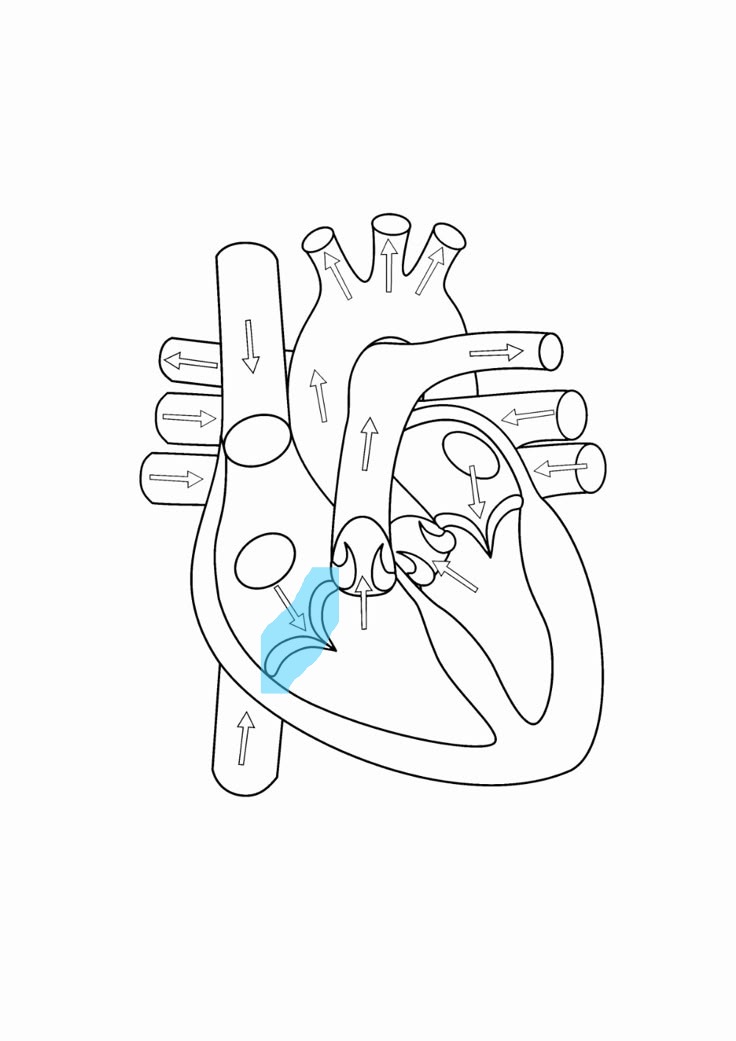 <p>right atrioventricular valve and has 3 cusps</p>