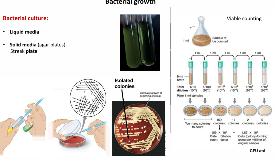 <p>Corresponden a esa célula madre que ha ido multiplicándose</p><p>Todas las células bacterianas que en una colonia vienen de una única célula.</p><ul><li><p>Es decir, la estrategia es sembrar en una placa de cultivo bien agotado para ver cuántos tipos de colonias distinta</p></li><li><p>La técnica de agotamiento consiste en arrastrar por la superficie de la placa de células, haciendo que haya células aisladas a lo largo de esta esta para que se formen colonias</p></li></ul><p></p>