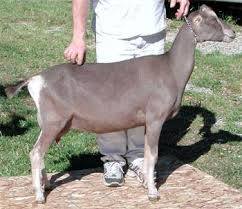 <ul><li><p>originated in the U.S.</p></li><li><p>dairy breed</p></li></ul><p></p>