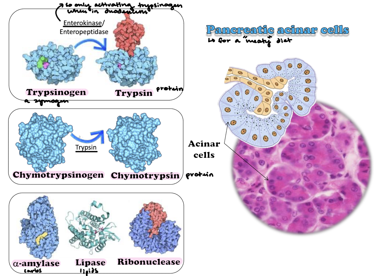 <p>Trypsin activated by enterokinase from duodenal brush border so that it is only activated once it reaches the duodenum. Chymotrypsinogen is activated to chymotrypsin by enterokinase. Alpha-amylase (carbs), lipase (lipids), and ribonuclease (nucleotides) also. Generally, these enzymes help digest a meat-y diet.</p>