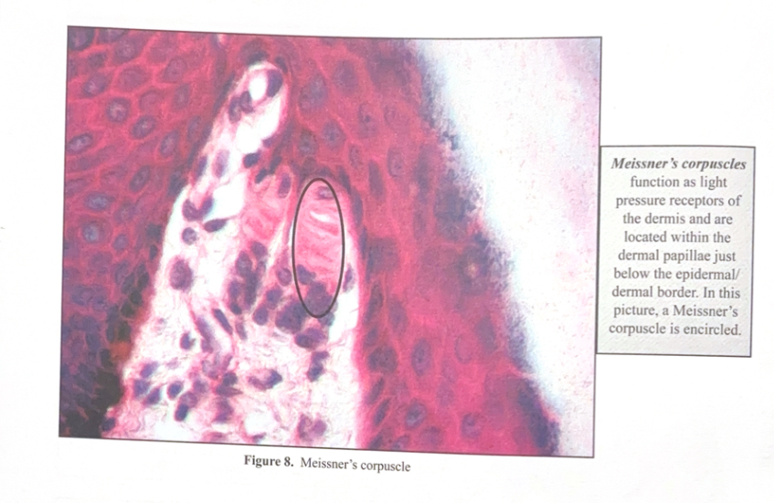 <p><strong><em>Meissner’s corpuscle</em> </strong>function as light pressure receptors of the dermis and are located within the dermal papillae just below the epidermal/dermal border. In this picture, a Meissner’s corpuscle is encircled.&nbsp;</p>
