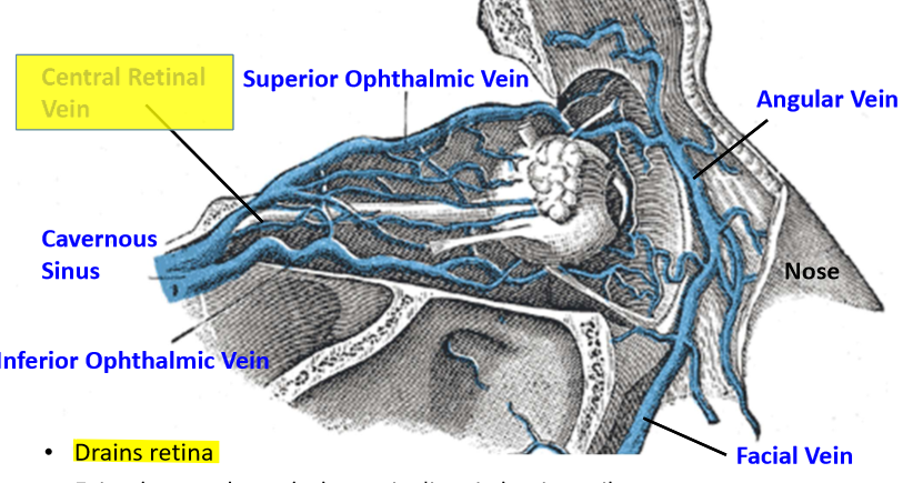 <p>Superior Ophthalmic vein or Cavernous sinus</p>
