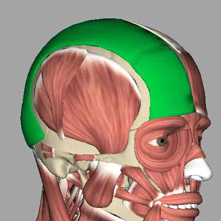 <p>Muscle that wrinkles the forehead.</p>