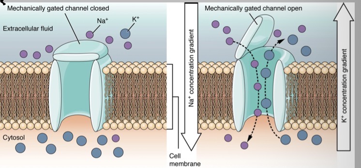 <p>Explain how the mechanically gated ion channels enable sensory transduction</p>