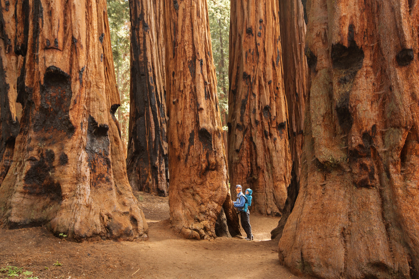 <p>state park inCalifornia, World&apos;s biggest trees.</p>