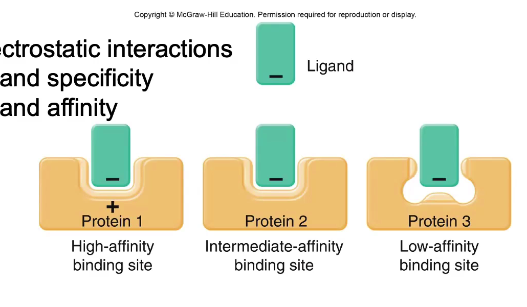 <p>The attraction of the ligand and protein based on their charges</p>