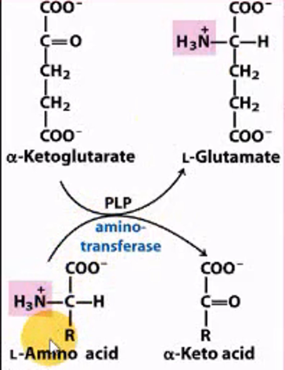 <p>aminotransferase;</p><p>coenzyme = PLP</p>