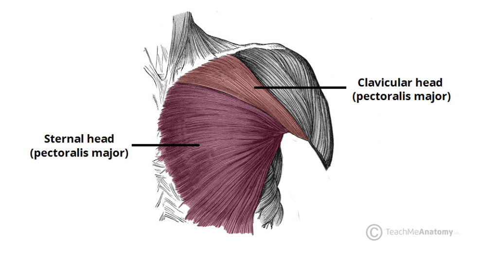 <p><span>What is the ACTION of pectoralis major?</span></p>