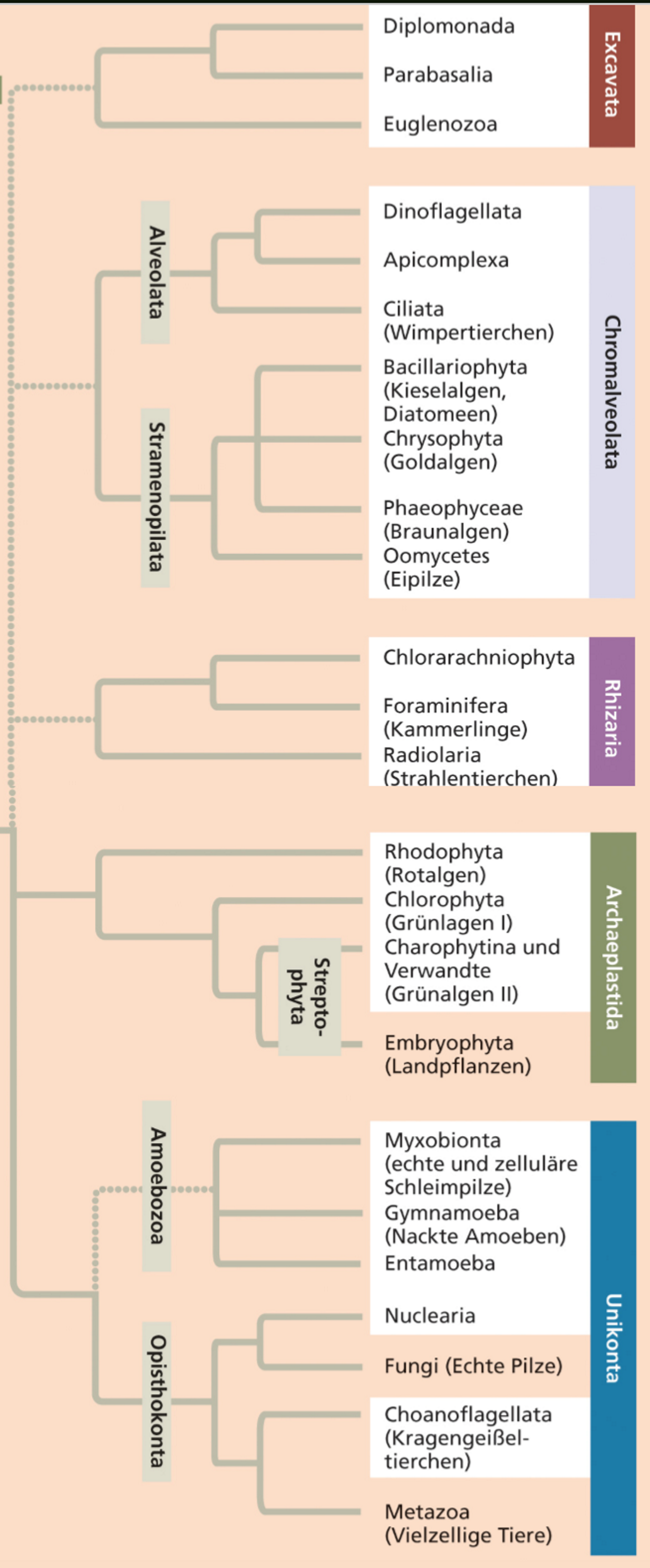 <ul><li><p><span><span>Excavata: ausgehöhlter Zellkörper</span></span></p></li><li><p><span><span>Chromalveolata: haben sekundäre Plastiden durch sekundäre Endosymbiose, photosynthetisch aktiv, gehören nicht zu den echten Pflanzen</span></span></p></li><li><p><span><span>Archaeplastida: echte Pflanzen, Cyanobakterium aufgenommen -> Chloroplast</span></span></p></li><li><p><span><span>Rhizaria: Amöben, Filopodien zu Fortbewegung und Beutefang</span></span></p></li><li><p><span><span>Unikonta: Amöben mit breitlappigen zweidimensionalen Lamellipoden oder wülstigen dreidimensionalen Pseudopodien (Tiere, Pilze)</span></span></p></li></ul><p></p>