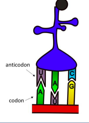 <p>an anticodon on the tRNA molecule, in this way, the cell accurately brings in exactly the amino acids that are coded for the DNA sequence </p>