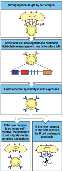 <p>When a developing B cell's IgM receptor binds strongly to self-antigens, receptor editing may rescue the cell:</p><ol><li><p><strong>Self-Antigen Recognition</strong>: Strong binding of IgM to a multivalent self-antigen signals self-reactivity, leading to a halt in B cell development and a decrease in surface IgM expression.</p></li><li><p><strong>Continued RAG Expression</strong>: RAG proteins remain active, allowing additional light chain gene rearrangements.</p></li><li><p><strong>New Light Chain Expression</strong>: A new light chain is produced, potentially altering the receptor's specificity.</p></li><li><p><strong>Outcome</strong>:</p><ul><li><p><strong>Non-Self-Reactive Receptor</strong>: If the new receptor no longer reacts with self-antigens, the B cell resumes development, migrates to peripheral tissues, and matures.</p></li><li><p><strong>Persistent Self-Reactivity</strong>: If the receptor remains self-reactive, the B cell may attempt further rearrangements. If unsuccessful, the cell undergoes apoptosis, known as clonal deletion.</p></li></ul></li></ol><p>This receptor editing process is crucial for maintaining central tolerance and preventing autoimmunity.</p>