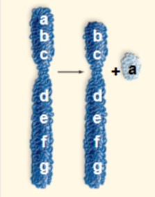 <p>Piece missing off the end of a chromosome:</p>