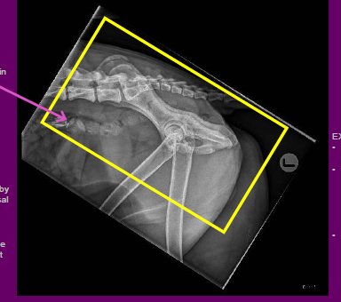 ARTEFACTS
•No Unexpected artefacts
• Can make note of radiopaque shards in
the colon likely ingested bones
COLLIMATION
• Could be improved by centering more dorsal
over the palpable greater trochanters and reducing
collimated field in the dorso /ventral aspect 
•See yellow box
EXPOSURE
• EI: 113 indicates underexposed
•Slight grainy appearance through the acetabulum, though joints are visible and detail is preserved
•Good, though slightly underexposed
REPEAT?
•No
•This image is of acceptable radiographic
quality
•It is not perfect, but it is diagnostic