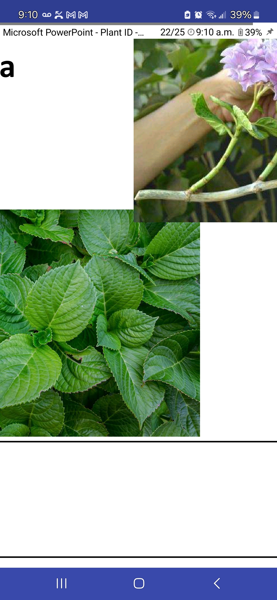 <p>Bigleaf hydrangea</p>