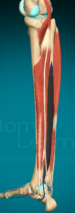<p>What is this muscle and where are the attachment points?</p>