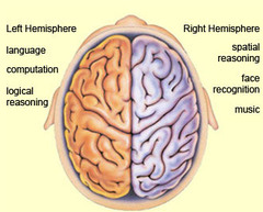 <p>What is the idea that the two hemispheres of the brain are functionally different and are responsible for different behaviours?</p>