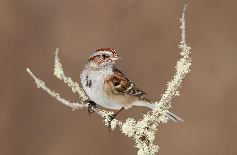 American Tree Sparrow