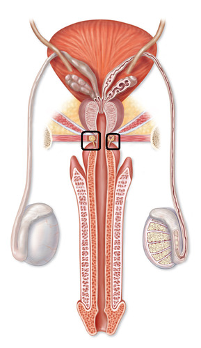 A pair of exocrine glands near the male urethra. They secrete fluid into the urethra. Also called Cowper glands