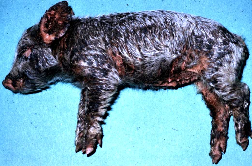 <p>Greasy Pig Disease</p>
