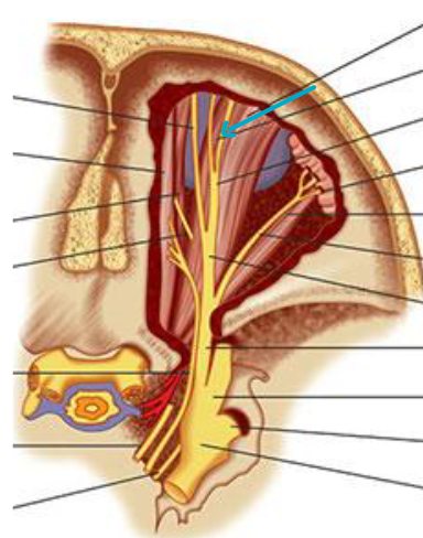 <p>what muscle?</p>