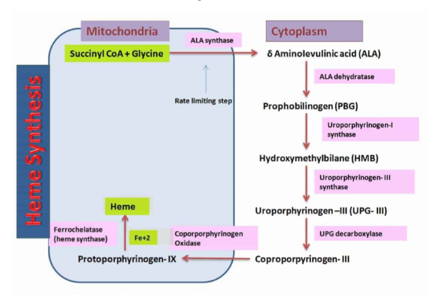<ul><li><p> Glycine + Succinyl Coa → ALA synthase and PLP (Rate Limiting Step) → aminolevulinic acid + CO2 +CoASH</p><ul><li><p>occurs in mitochondria</p></li><li><p>zinc and iron are involved</p></li></ul></li><li><p>If there is not an adequate supply of vitamin B6 then there will be impairment in making Heme</p><ul><li><p>therefore B6 is associated with some anemias</p></li></ul></li></ul>