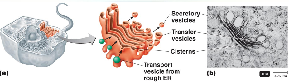 <p>Golgi Complex&nbsp;</p>