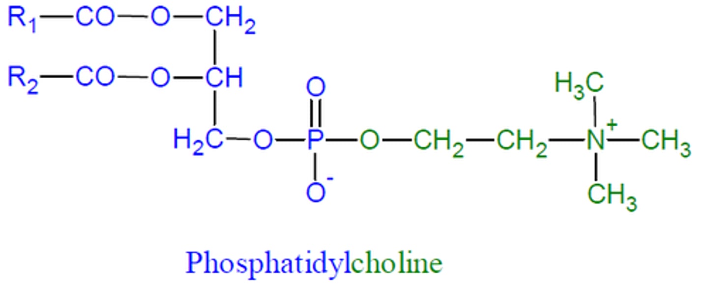 <p>2 fatty acid chains + phosphate, CH2, CH2, N+, 3CH3</p>